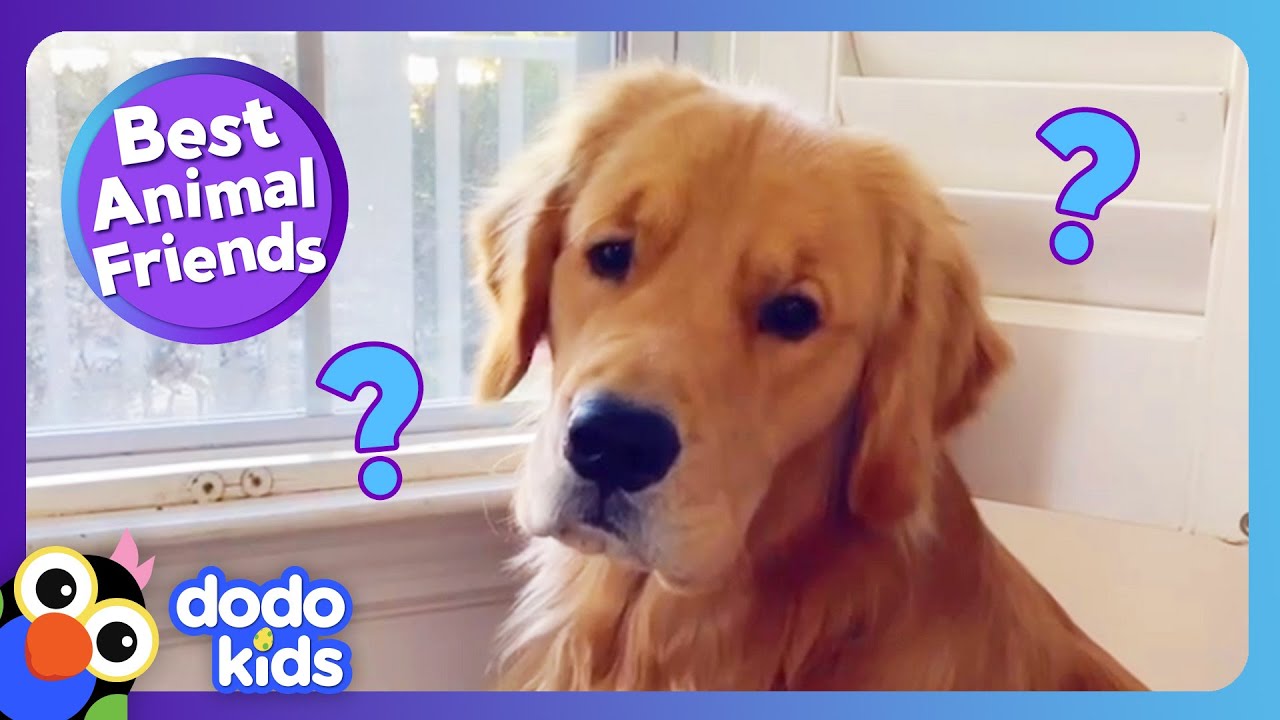 Why Can't This Pup Play With His New Friend? | Best Animal Friends | Dodo Kids