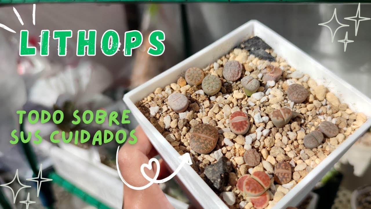 🍄CONOCE LOS CUIDADOS DE LOS LITHOPS ¨ PIEDRAS VIVAS ¨