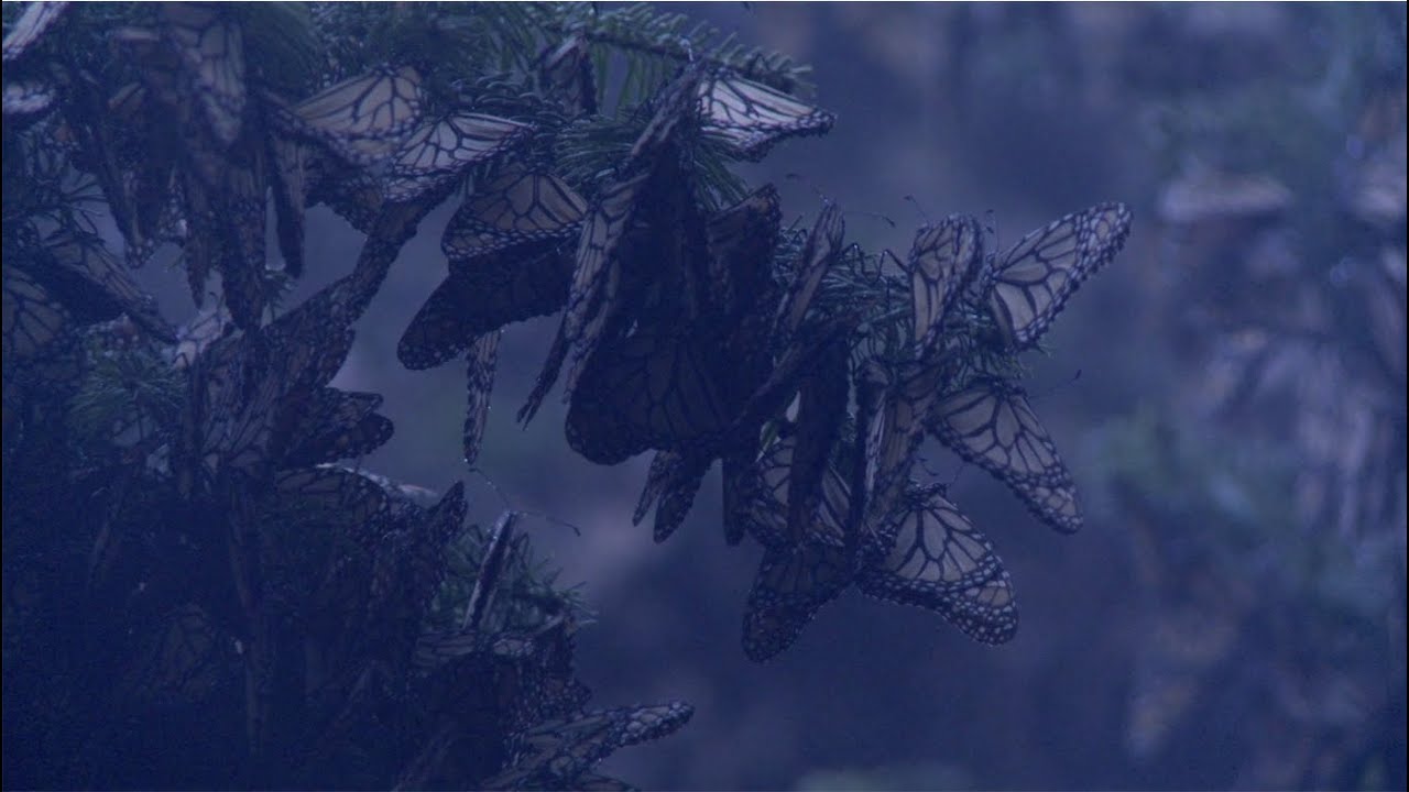 Capítulo 1 | Las alas del sol: bosques templados