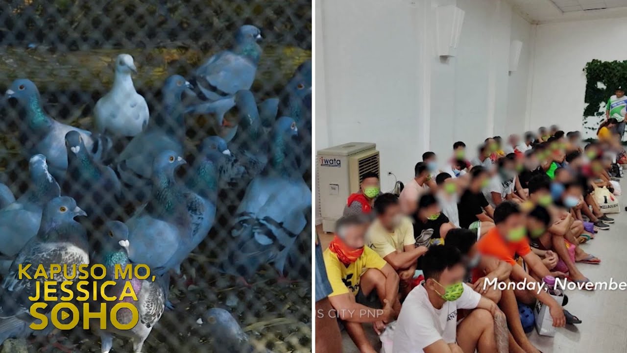 Karera ng mga kalapati, libangan o sugal? | Kapuso Mo, Jessica Soho