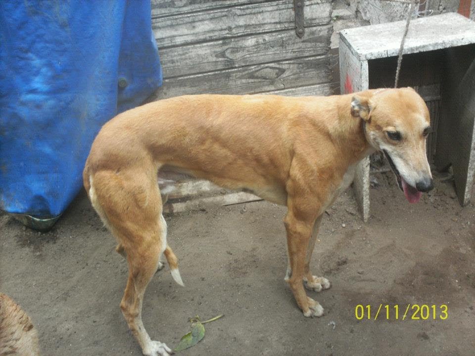 los galgos de cirilo el pampa cruz