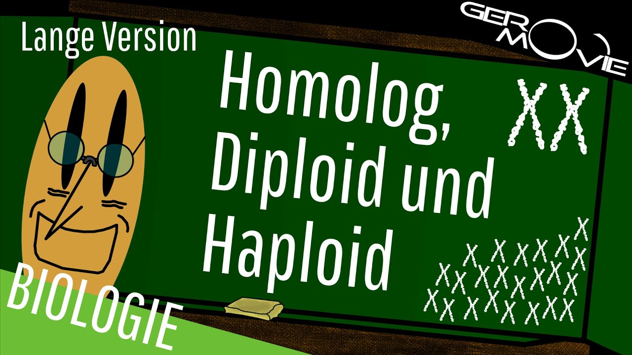 ► Homolog, Diploid und Haploid - verst&auml;ndlich erkl&auml;rt&emsp;| Lange Version