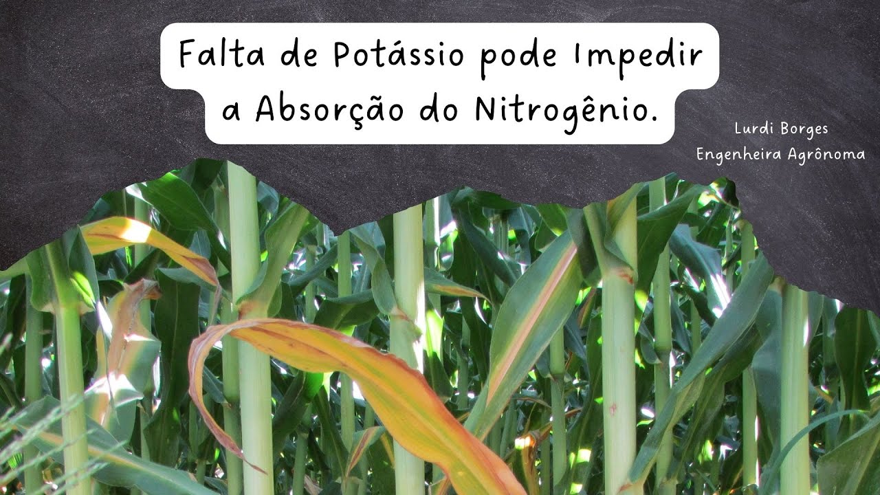 A FALTA DE POT&Aacute;SSIO PODE IMPEDIR A ABSOR&Ccedil;&Atilde;O DE NITROG&Ecirc;NIO