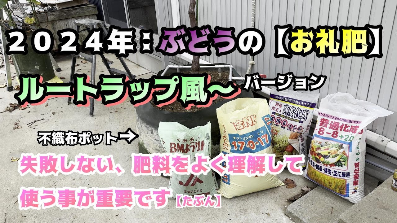 2024ルートラップ　風ポットぶどう【お礼肥え】正しく肥料を理解して使い分ければ安上がりです。#鉢植え #不織布#家庭菜園#ぶどう栽培＃シャインマスカット#お礼肥