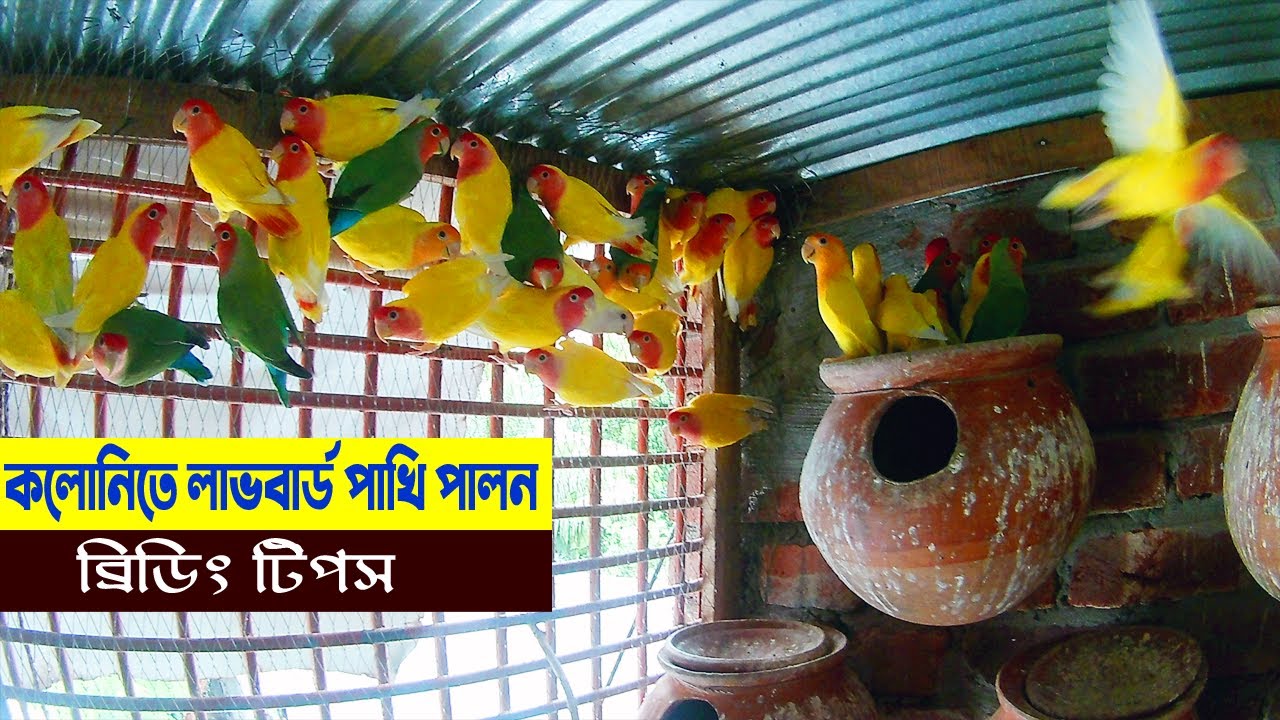 পাখির খামার,কলোনীতে লাভবার্ড পাখি পালন ও ব্রিডিং টিপস