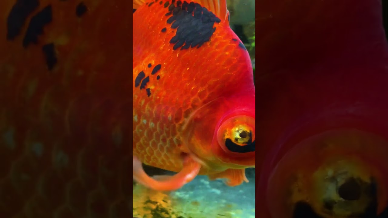 Sick Black Fish Transforms Into The Most Beautiful Goldfish | The Dodo