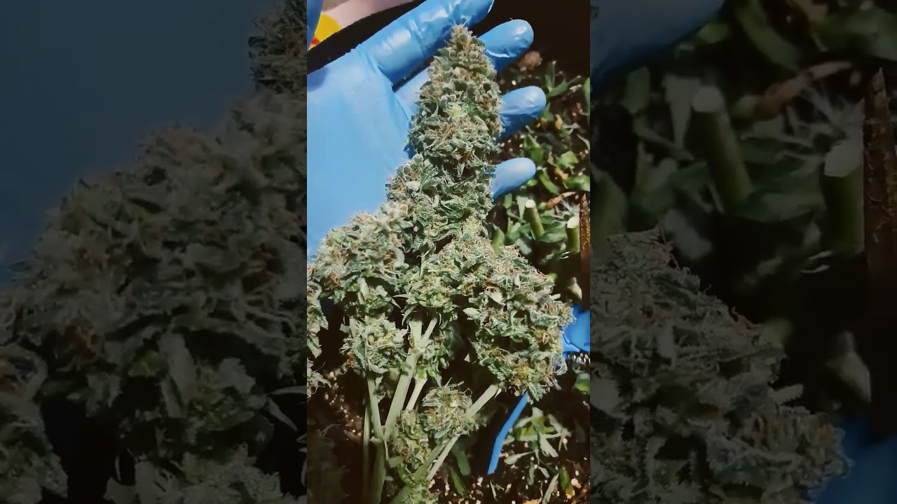 BIGGEST Bud EVER