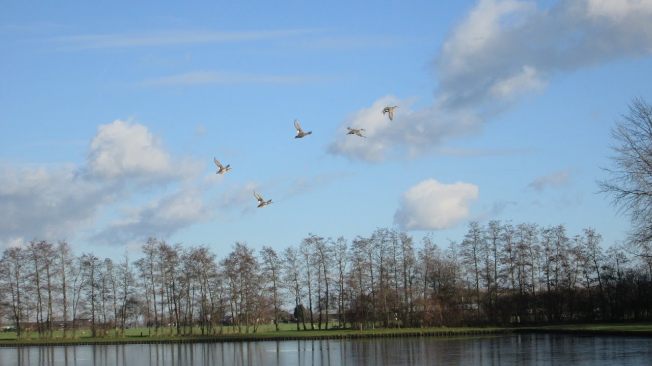Natuur in de Alblasserwaard (Z/H) Slingelandse plassen door Tine de Jong