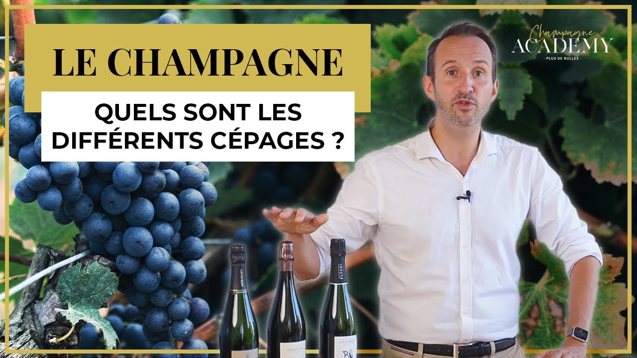 Quels sont les cépages en Champagne ? Pinot noir, Chardonnay, Pinot Meunier...