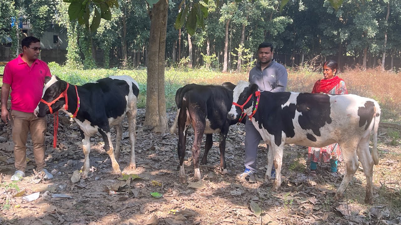 2025 New Year Stock || Hf & Jersey selling experience || West Bengal Dairy