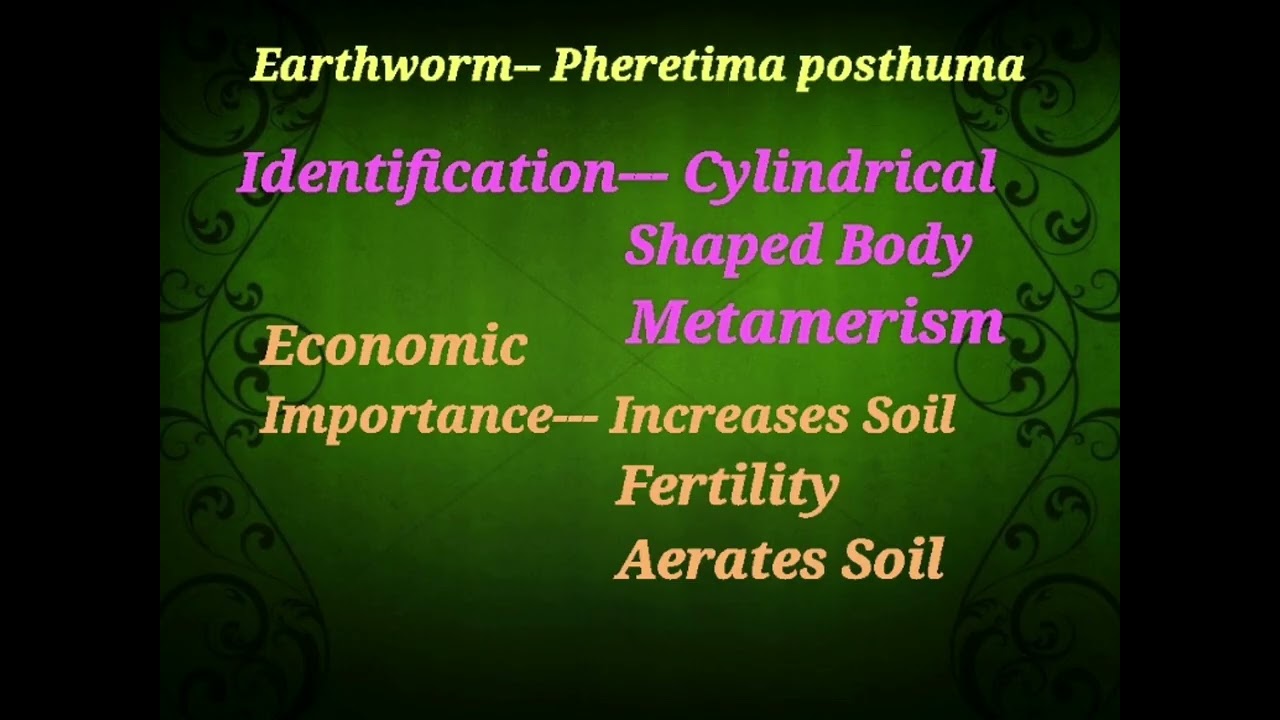 XII Zoology Practical Exam/ Earthworm 