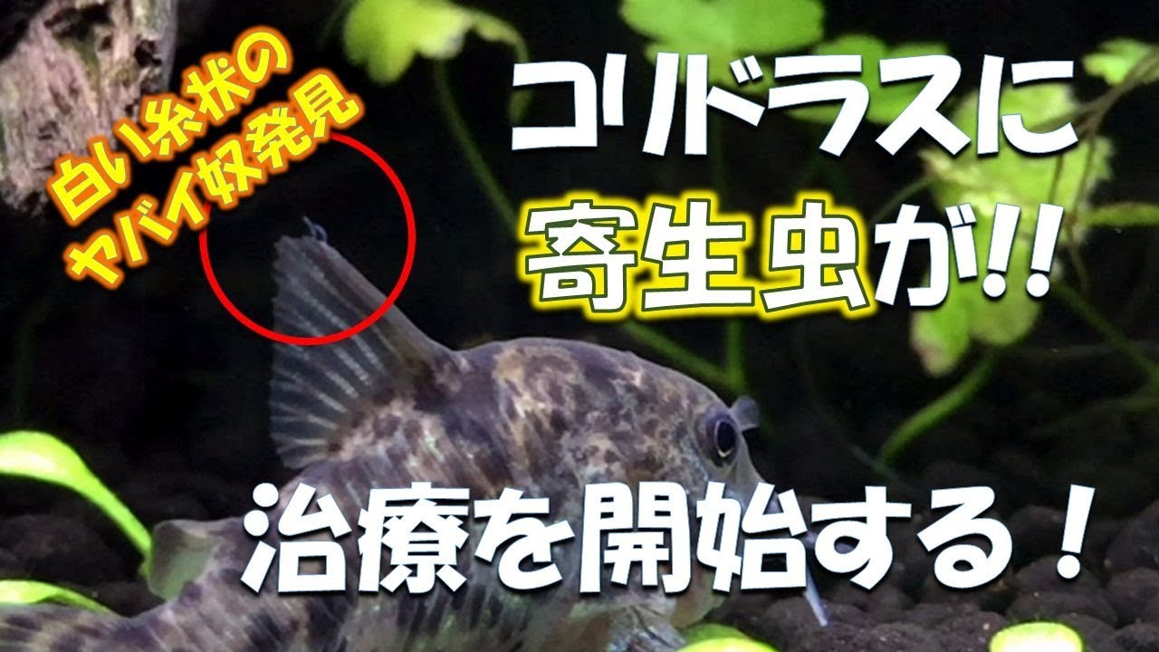【コリドラス寄生虫治療①】青コリに白い糸状の虫が！寄生虫治療を開始！