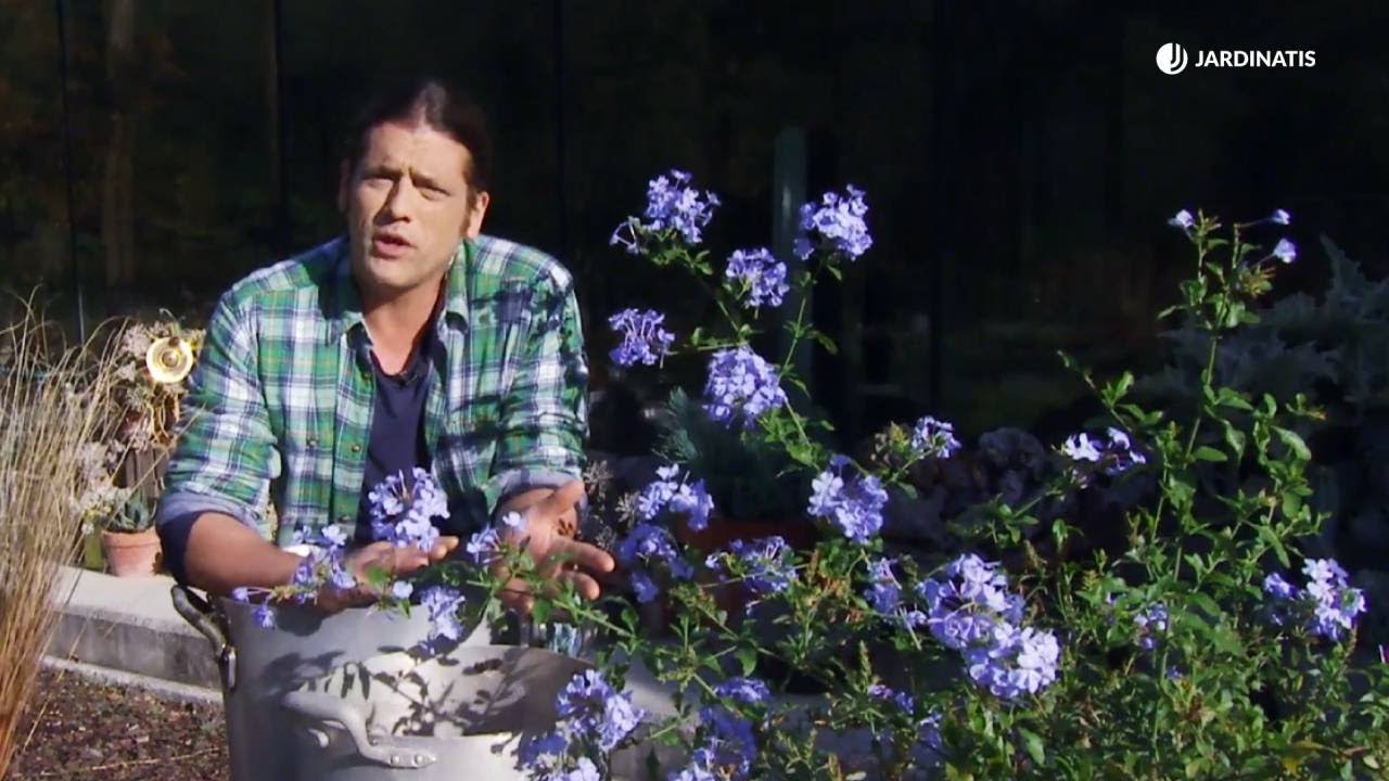 Plumbago capensis: Descubre esta planta de color vibrante