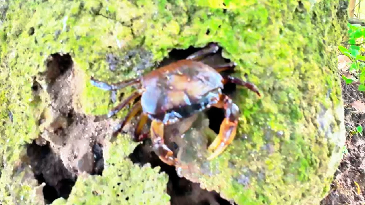 I Catch Lots of Crabs | Cute Garden Crabs and Relaxing Sounds