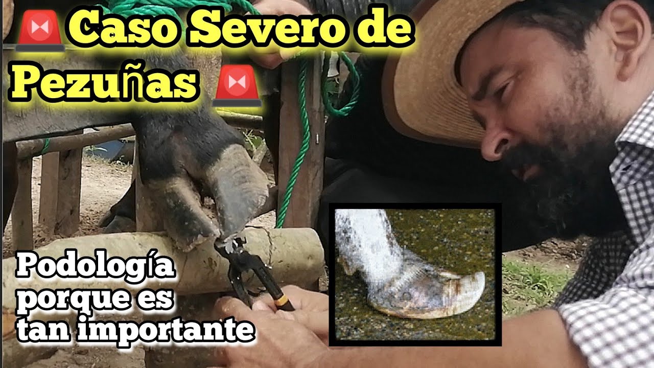 Caso severo de pezuñas y porque es necesaria la Podología o corte de pezuñas en bovinos.