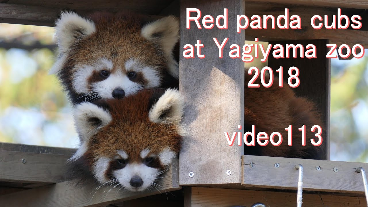 八木山レッサーリポート113 レッサーパンダ 赤ちゃん 名前決定 Red panda Cub (Baby) at Yagiyama zoo Video_113 八木山動物公園