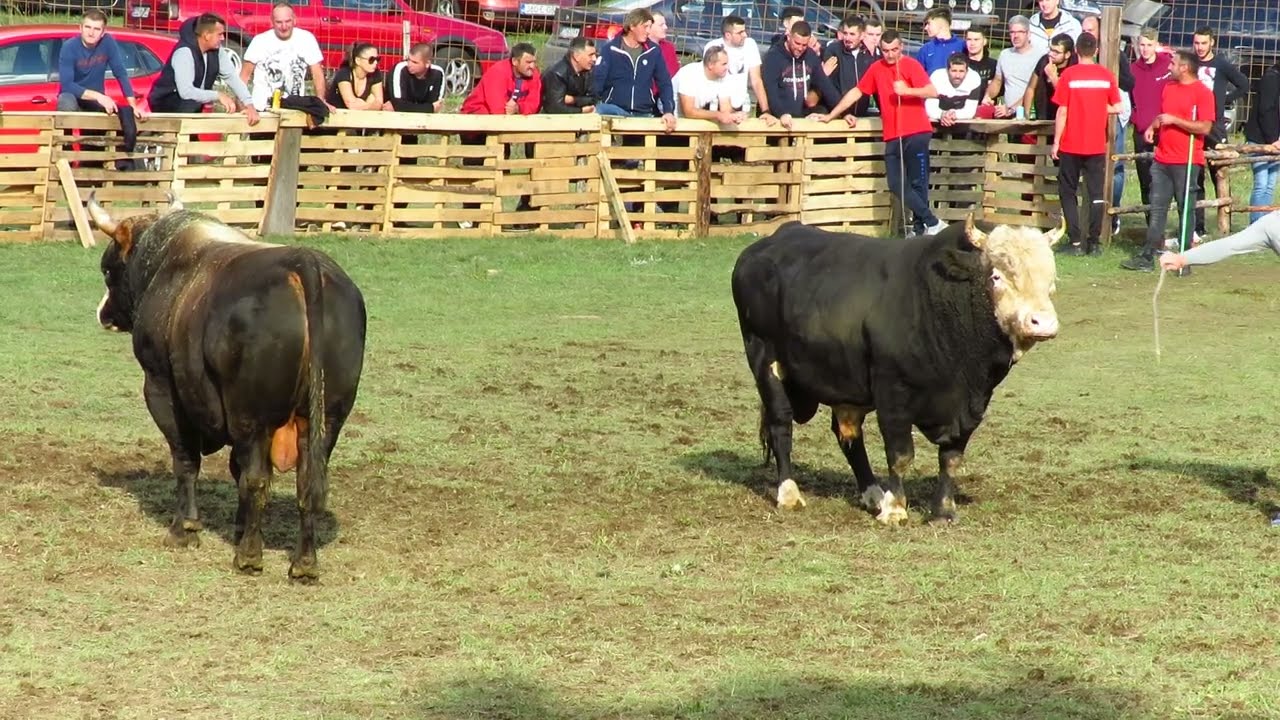 Brizan od Šišovića vs Zečevac od Joze i Marka Podbila 2023