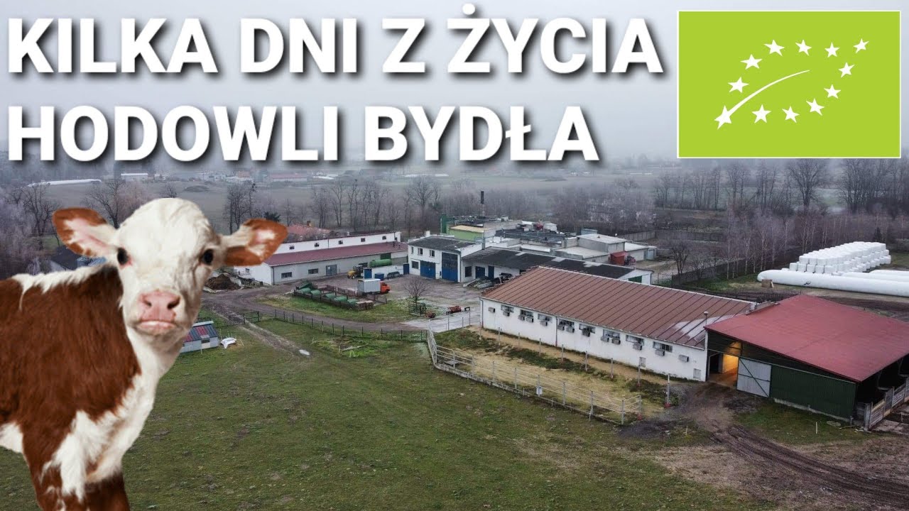 Kilka dni z życia HODOWLI BYDŁA MIĘSNEGO na naszym gospodarstwie - FERDYNAND żyje ;)
