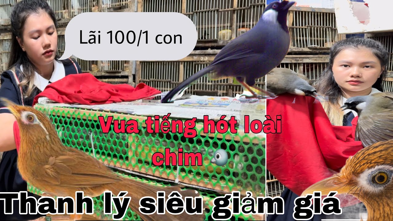 Hàng trăm cuộc gọi vì đăng bán Hoạ mi quá rẻ / siêu giảm giá mi khướu mới ( lãi từ 100k đến 200k)