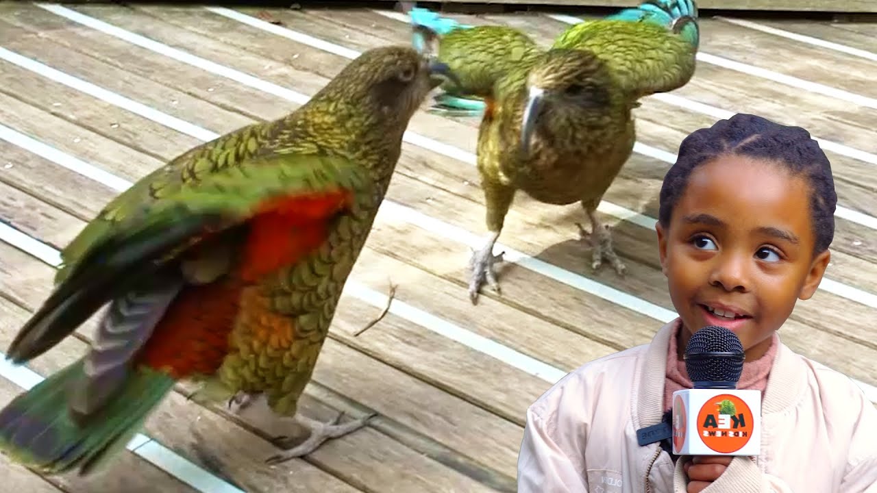 Kea Parrot Smackdown at Wellington Zoo!