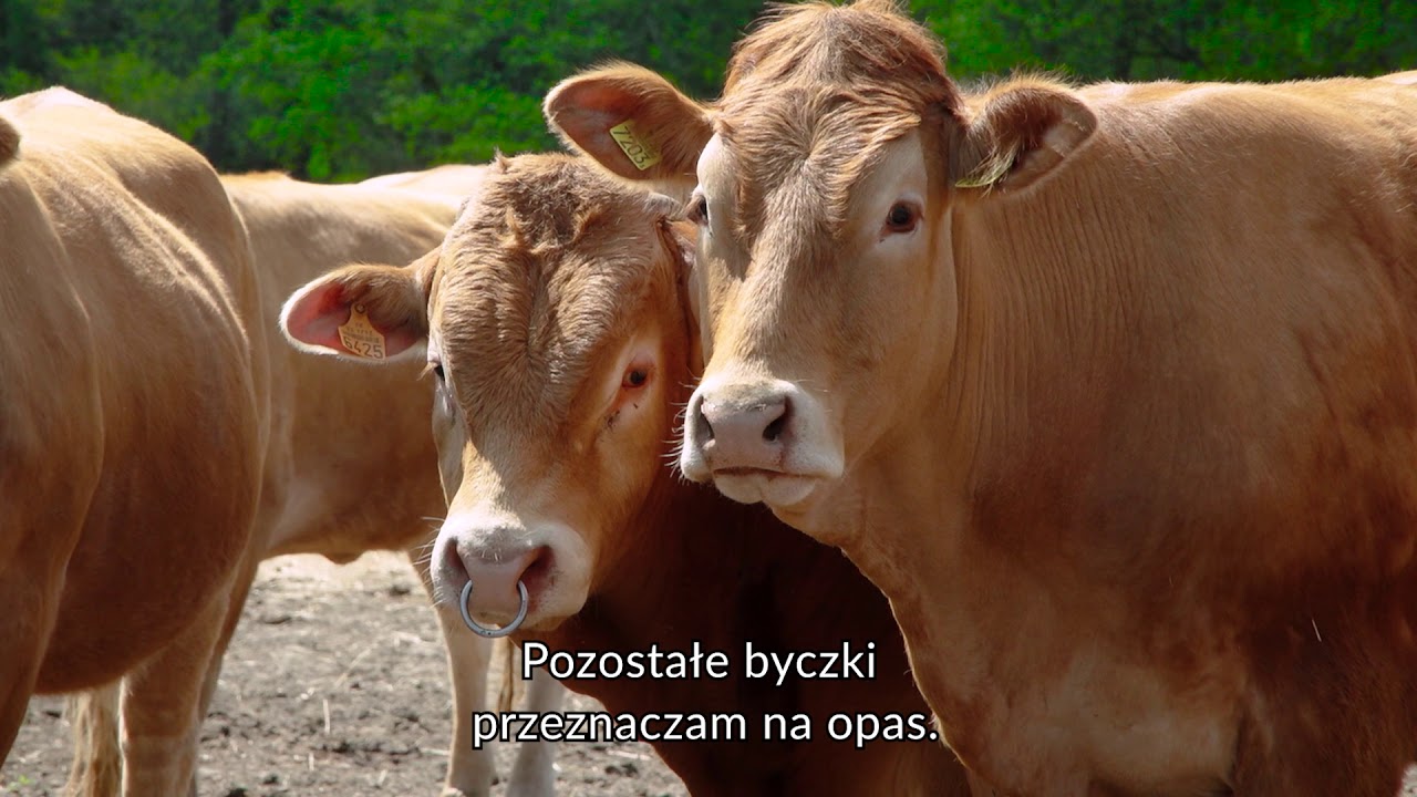 Gospodarstwo Rolne Zbigniew Szychulski