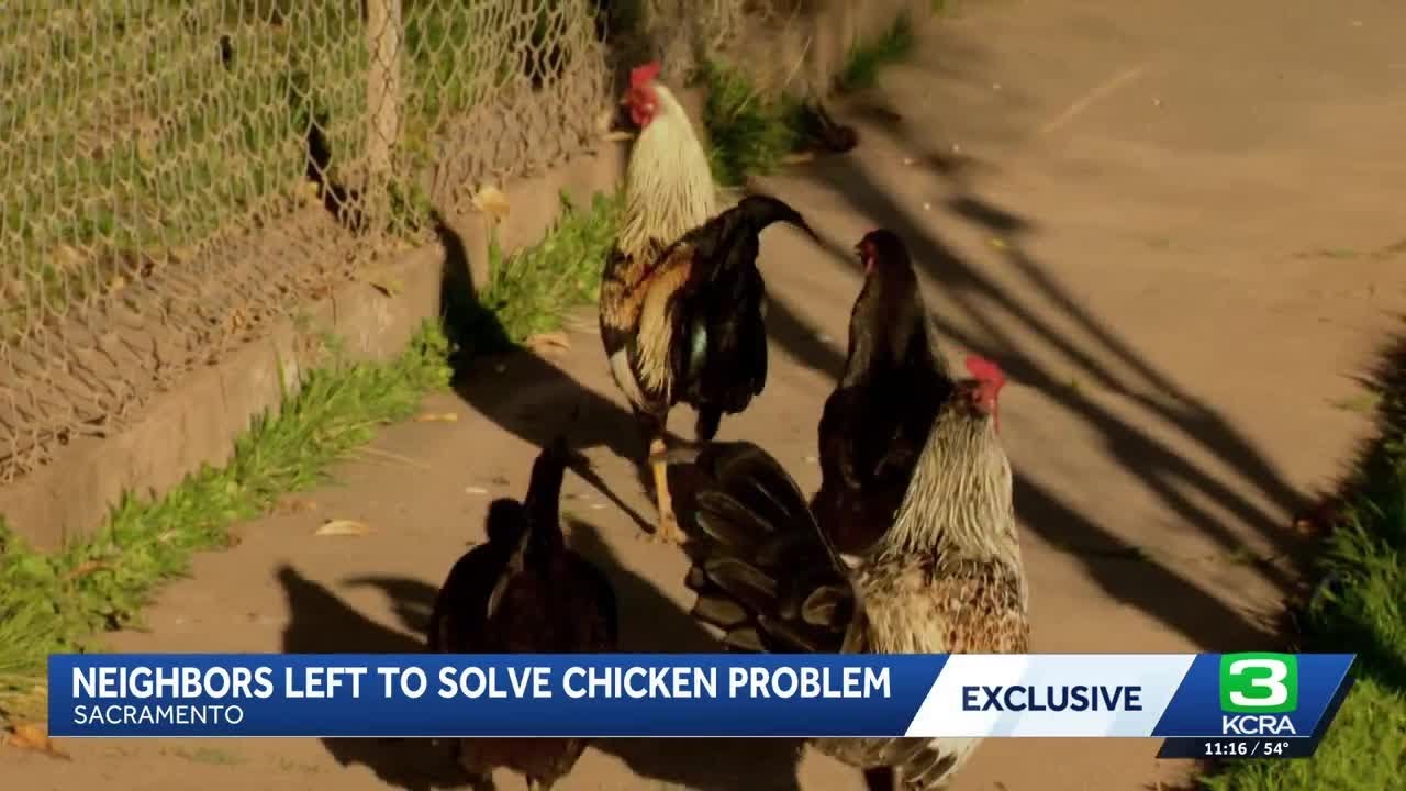 Chickens overrun Old North Sacramento neighborhood, leaving residents frustrated