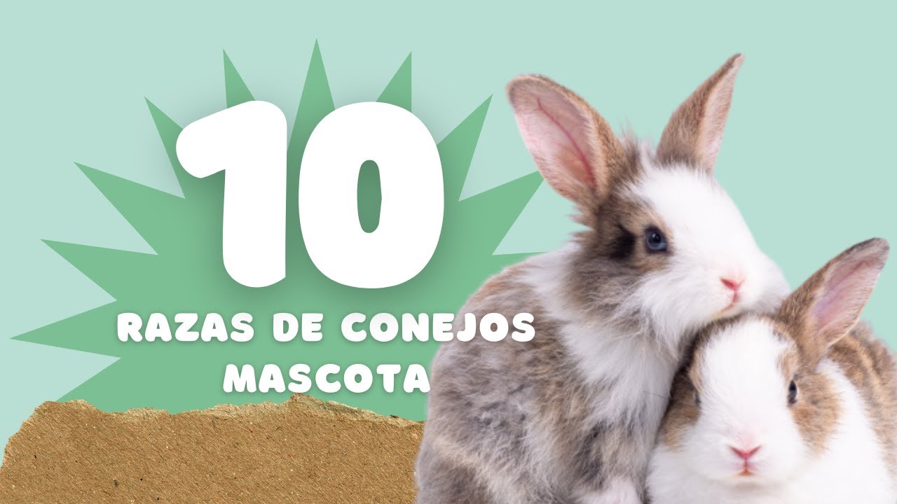 Las 10 Mejores razas de Conejos para Mascota | ¿Cuál es la Ideal para ti?