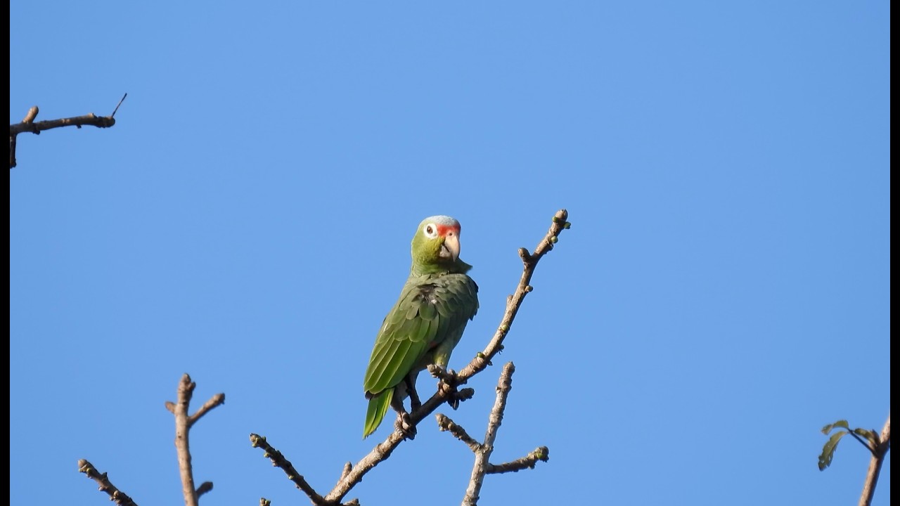 Birding Panama