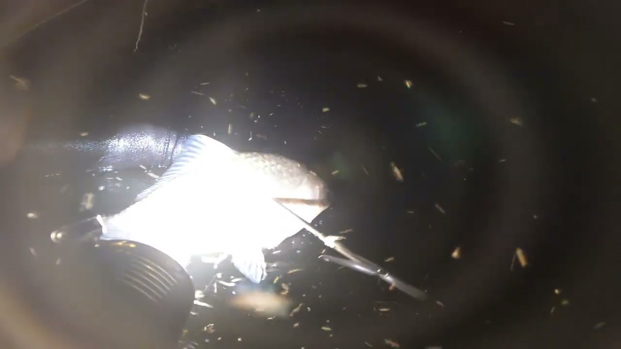 Подводная охота. Много разной рыбы. Сом! Spearfishing​