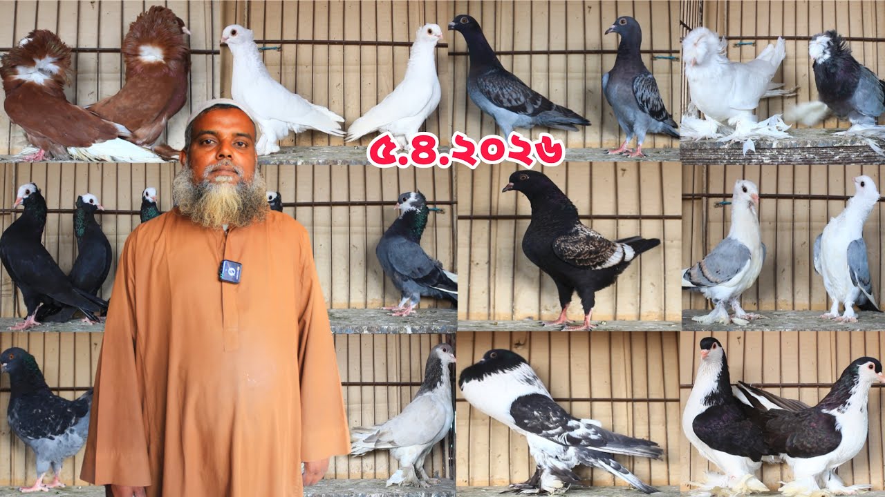 নতুন ফেন্সি কবুতরের কালেকশন।।ডিম বাচ্চা সহ কবুতর কিনুন।