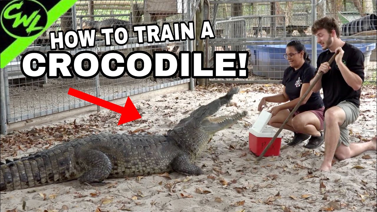 HOW TO TRAIN A CROCODILE!!!