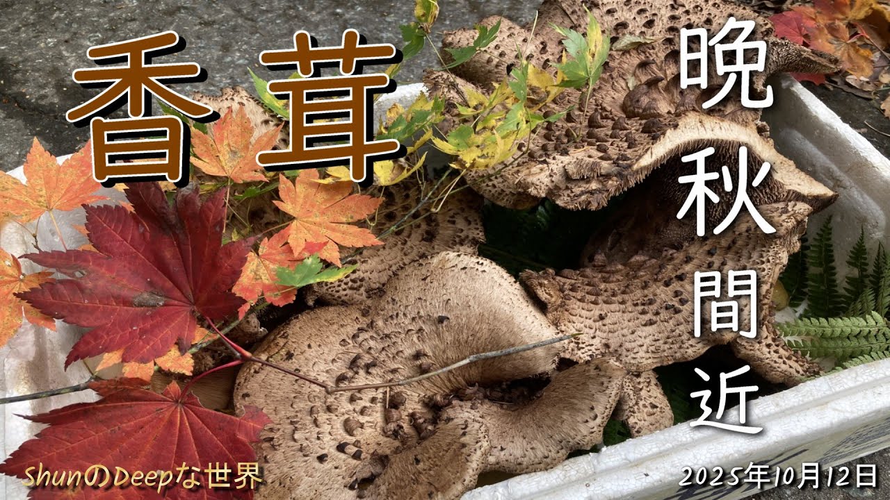 【きのこ採り】2025年 香茸　雨の中ごだごだっつぐなったよー