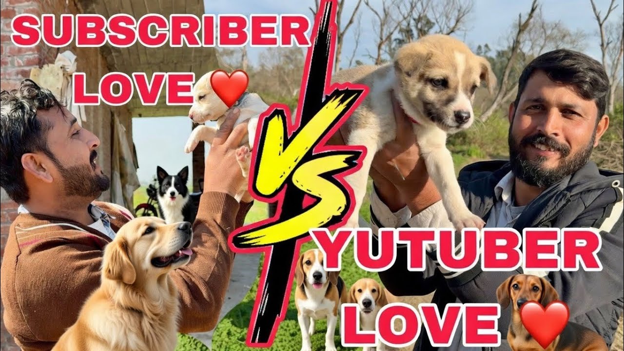 Who Win This Dog🥇 | Very Hard Situation Today My Emotions Vs My Lovely Subscriber | Mr Asad