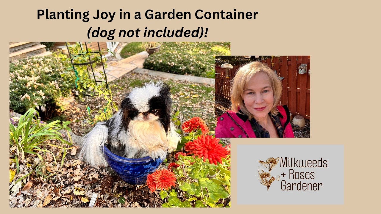 ‘No Dig’ Small Space Patio Gardening with Spring Bulbs