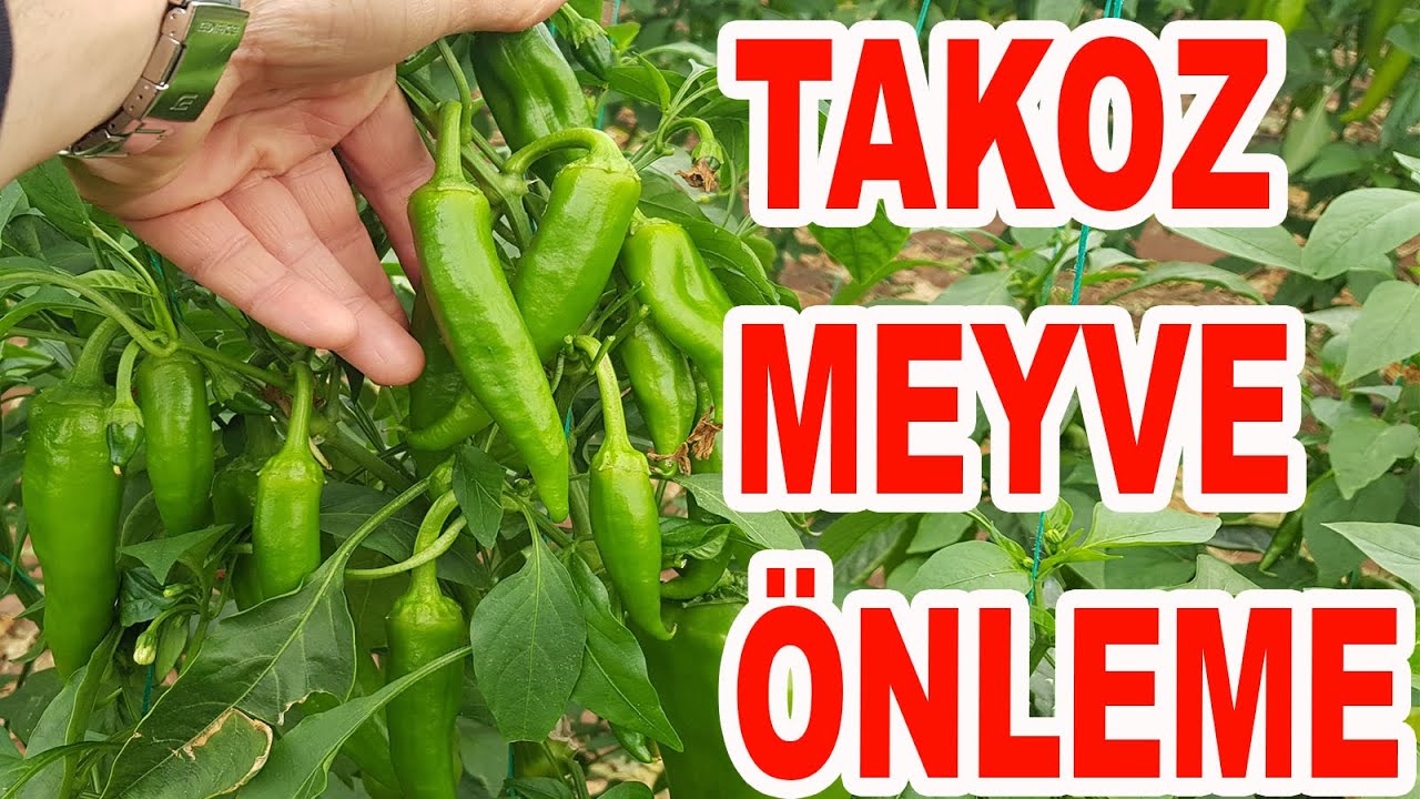 BİBERDE TAKOZ MEYVE NASIL ÖNLENİR? VİRÜSE KARŞI NELER YAPILIR?