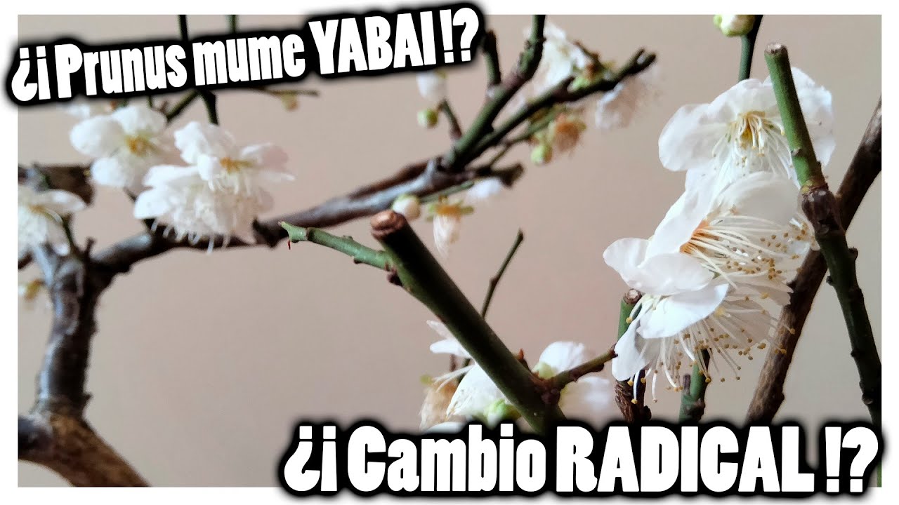 Floración y ACODOS a mi PRUNUS MUME variedad YABAI!