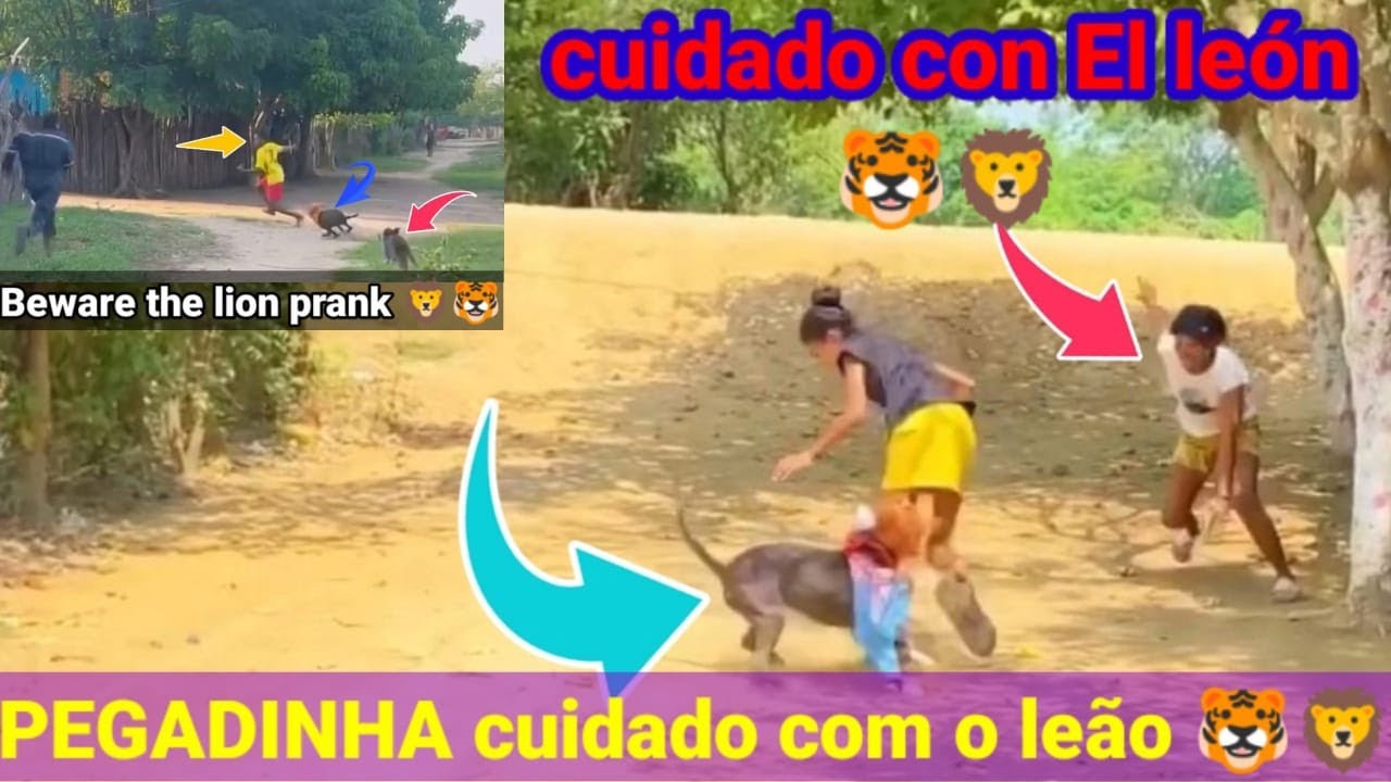 Cuidado con El león🐯 the lion prank recopilacion /compilação