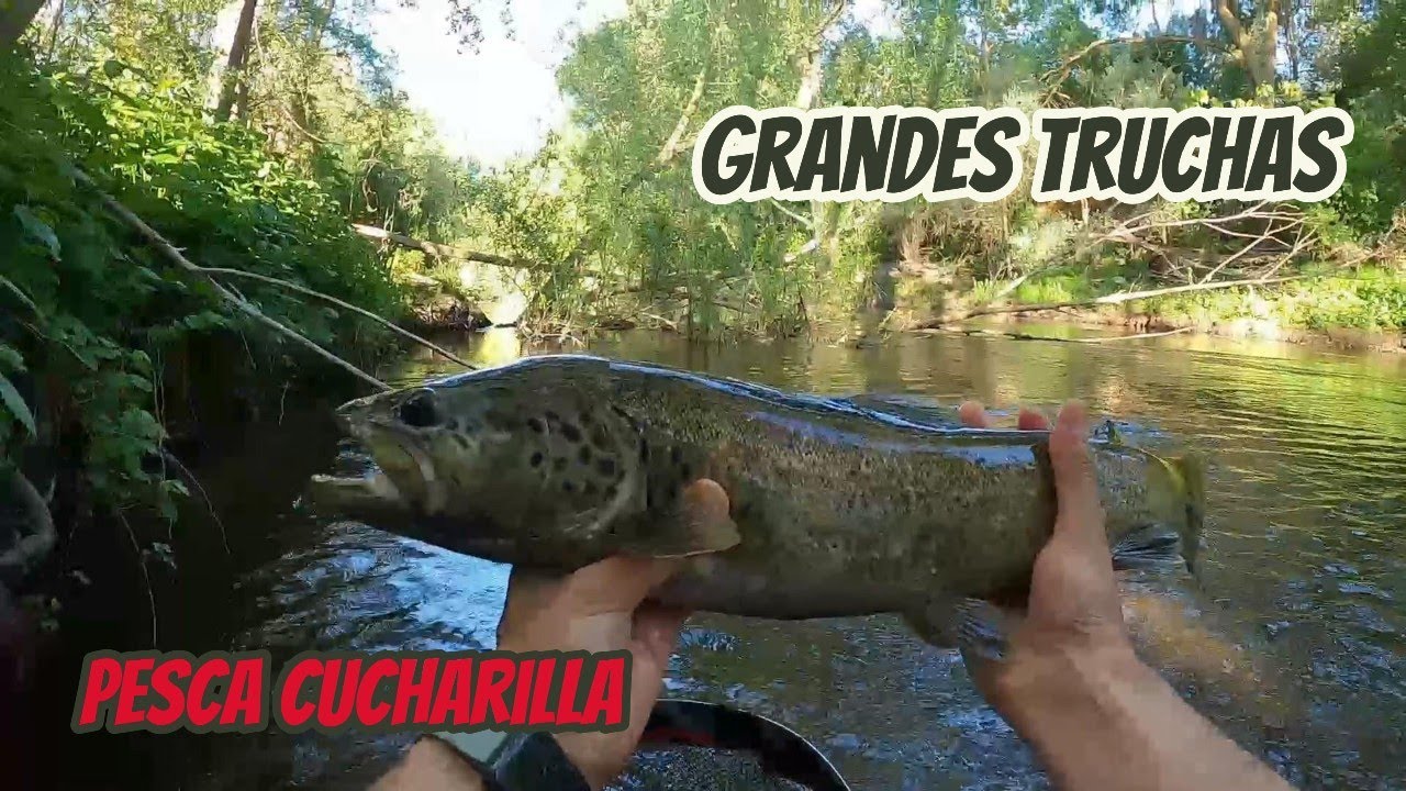Gran tarde pesca 🎣 cucharilla GRANDES TRUCHAS Duero