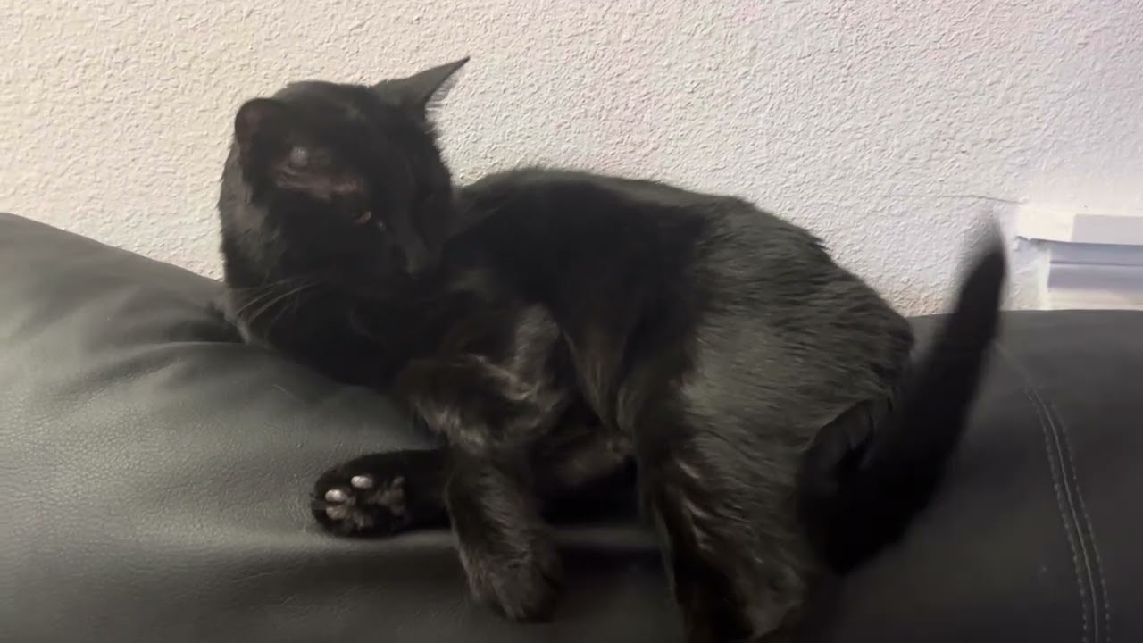 I talk to my cat about a verbal dispute with the dog