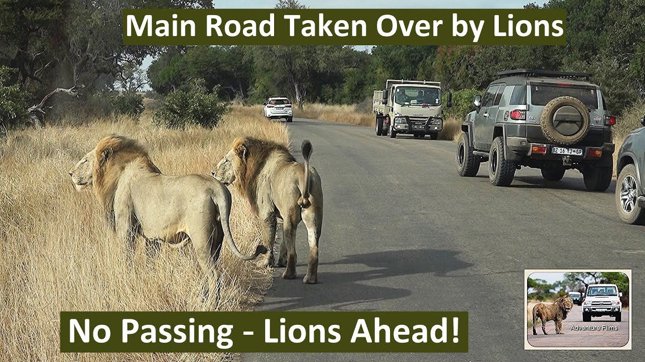 Lions Bring Traffic to a Standstill on Main Road