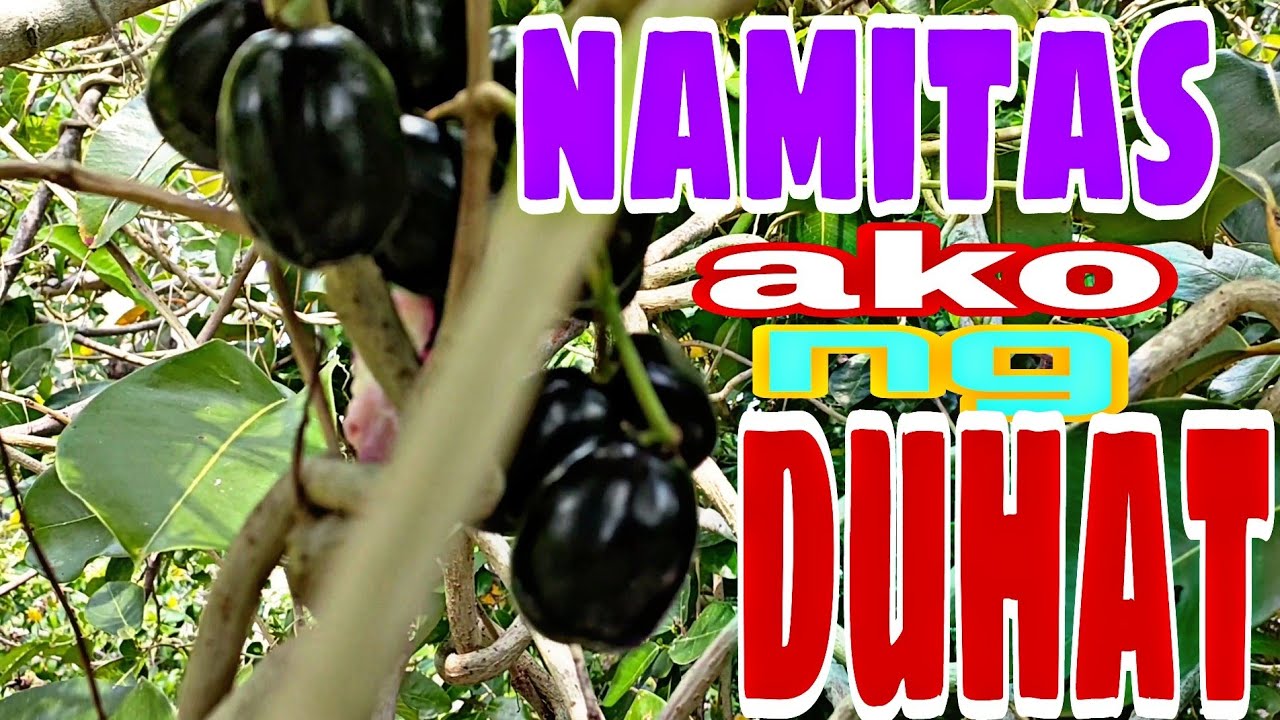 namimitas ako ng bunga ng duhat | wilmers tv official