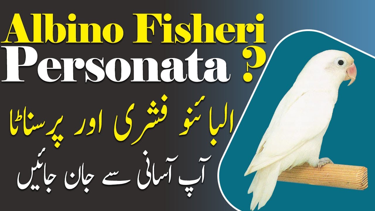 What are the different between Albino Fisher Lovebirds & Albino Parsanata Lovebirds?  - Video No 609