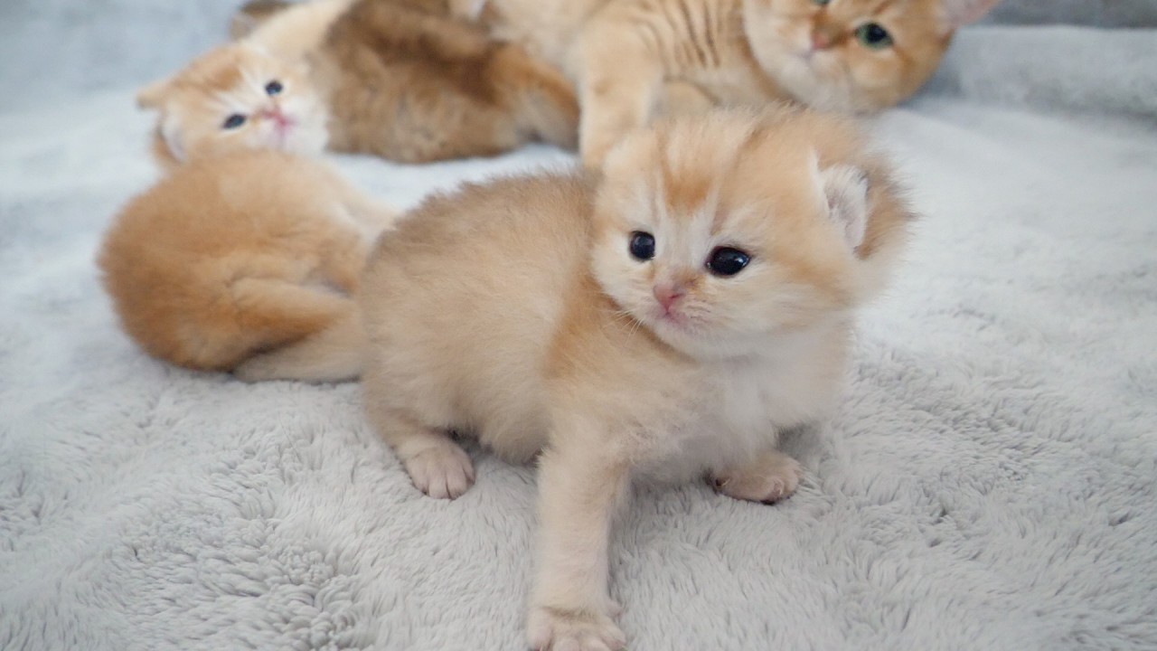 Mimi's kittens' eyes are so cute, I couldn't help but admire them!