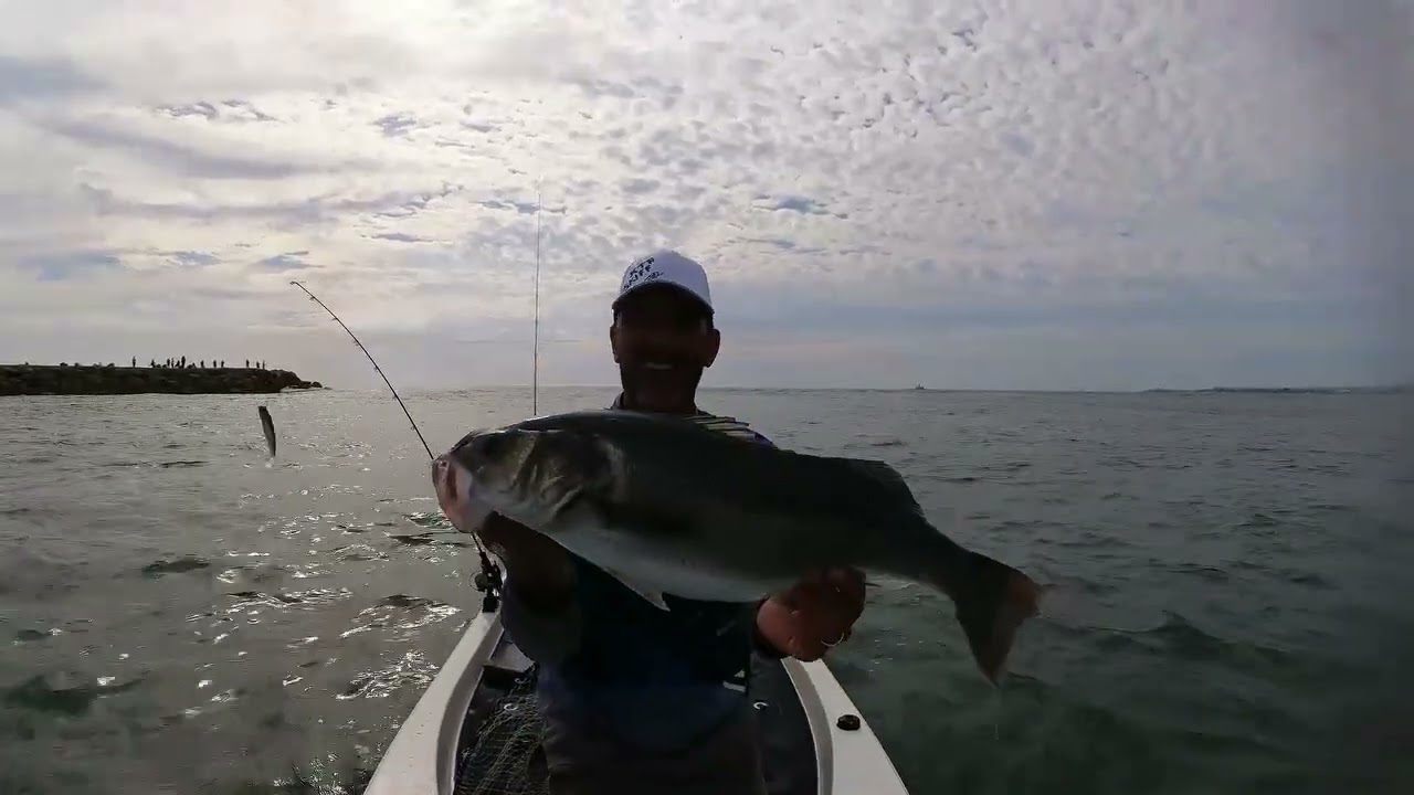 Robalos de skiff na barra - Abertura da época 2024