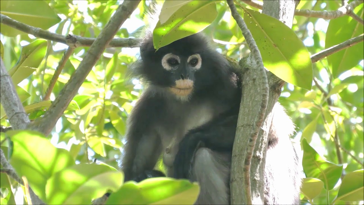 Spectacled langur, family Cercopithecidae.