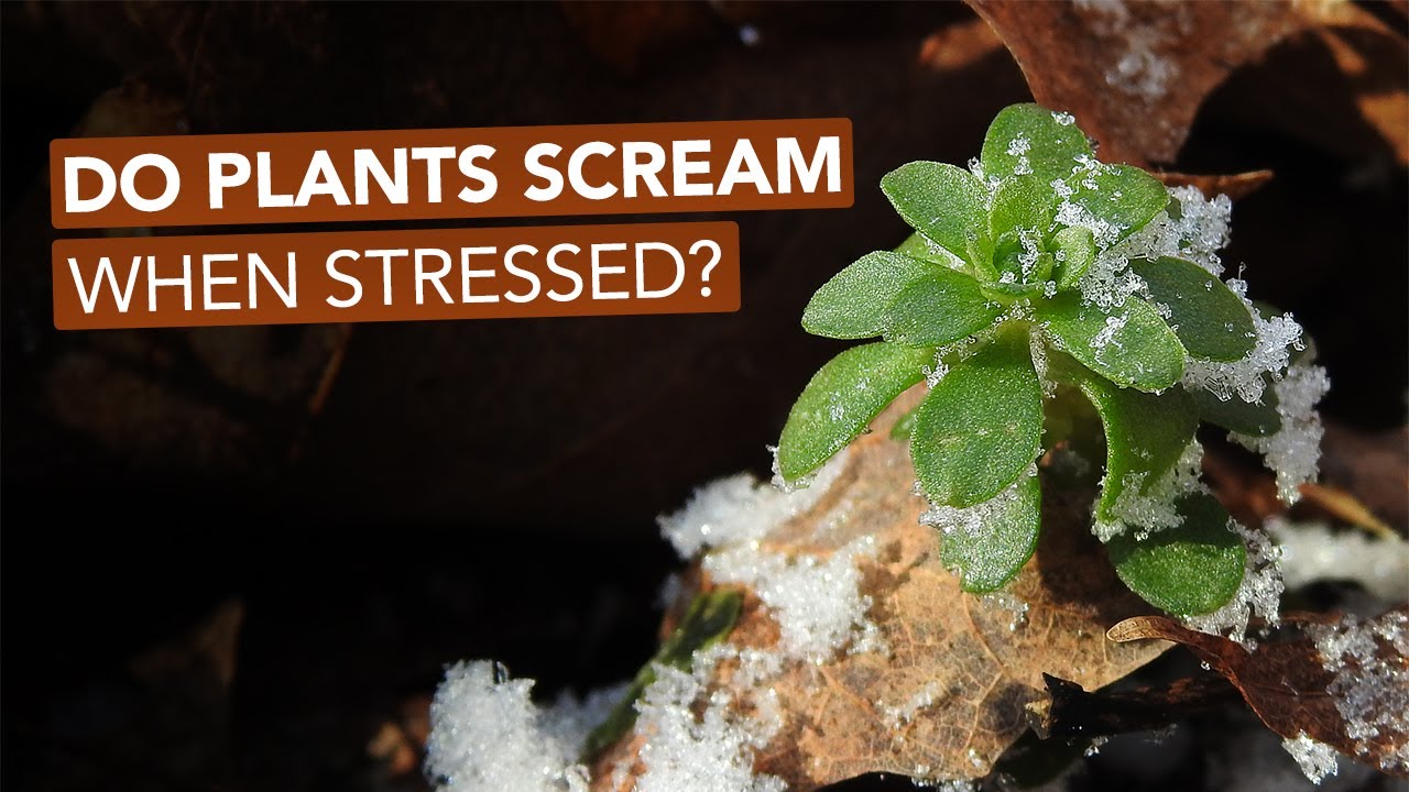 Do Plants Scream When Stressed?