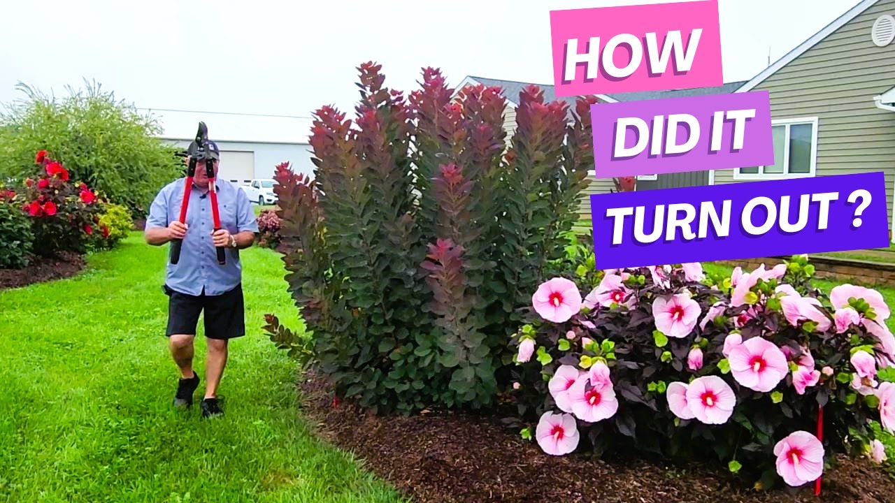Update - How Did Coppicing The Smokebush (Cotinus 'Royal Purple') Turn Out?