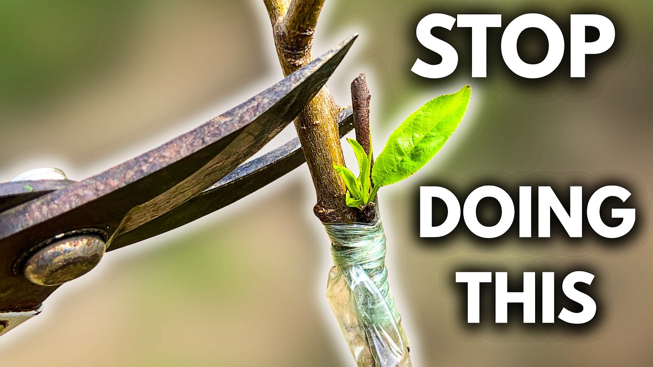 Peaches Grafting Mistake &ndash; This Can Kill Your Tree!
