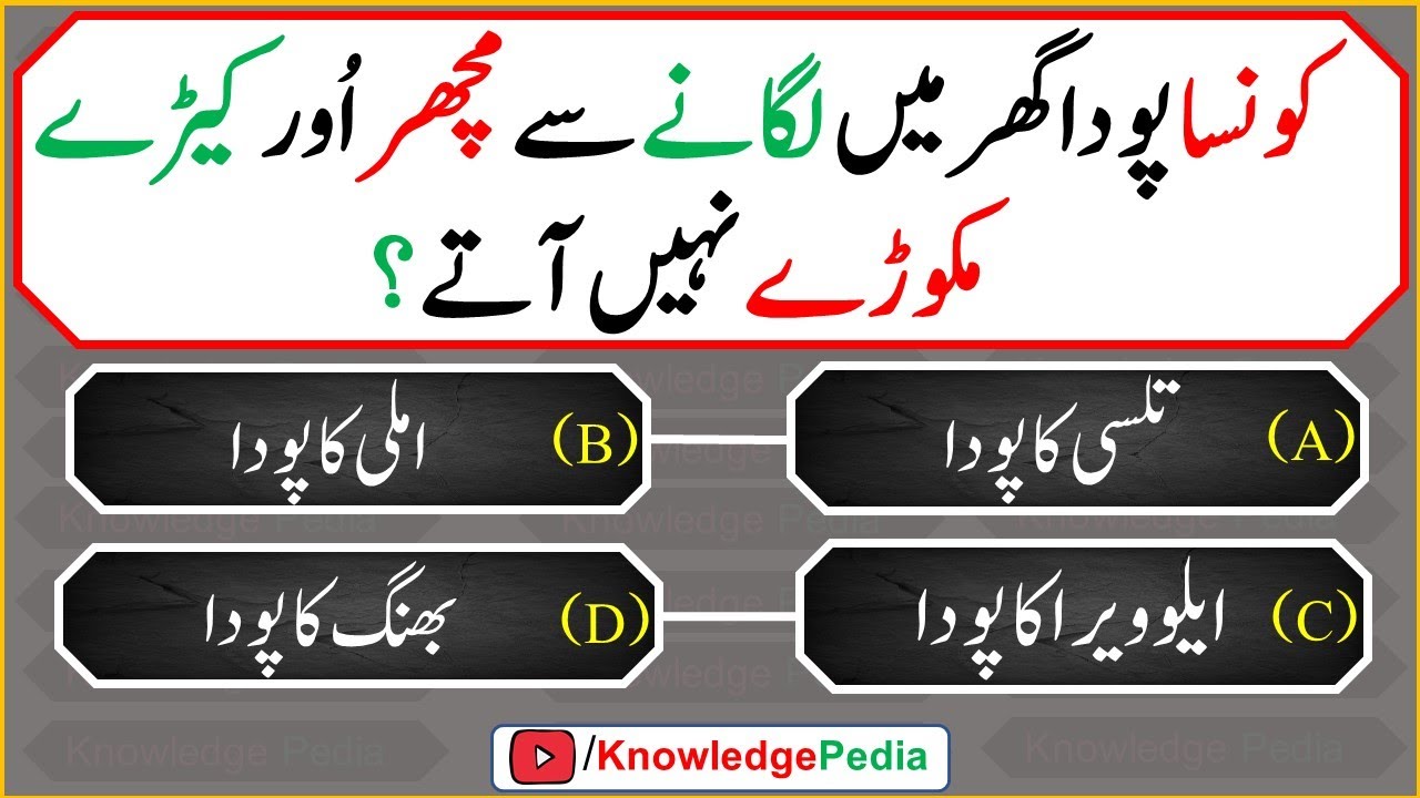 Top best viral islamic Urdu Paheliyan | معلومات اسلام | Knowledge Pedia | islamic urdu Question 653