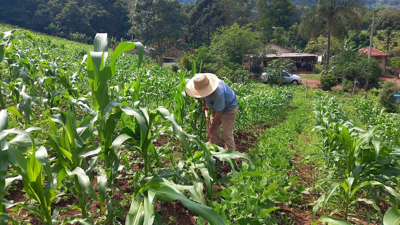 27 de dezembro  chuva e ventania na ro&ccedil;a  judia da planta&ccedil;&atilde;o de milho tio silvestre 